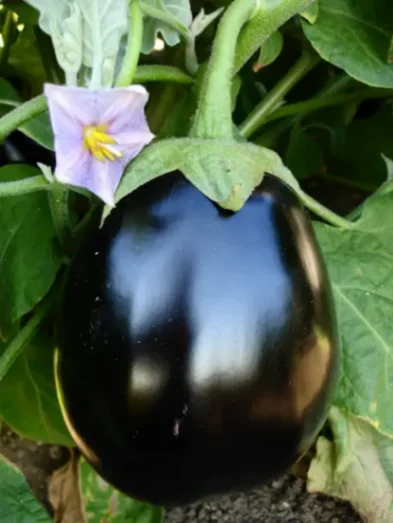 Brinjal (Eggplant)